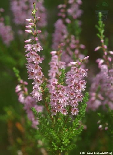 Seminte Calluna vulgaris pentru 500 de plante