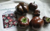 Pepper Choco Miniature Bell Chocobell 25 seeds