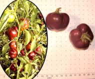 Pepper Choco Miniature Bell Chocobell 25 seeds