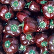 Pepper Choco Miniature Bell Chocobell 25 seeds