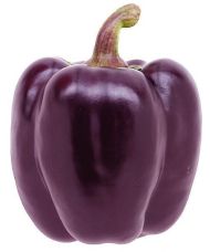 Sweet pepper PAPRIKA 'Tequila' F1 (Capsicum annuum) seeds - 7 pcs