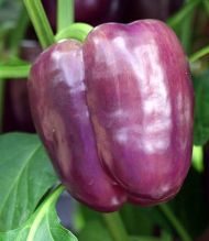 Sweet pepper PAPRIKA 'Tequila' F1 (Capsicum annuum) seeds - 7 pcs
